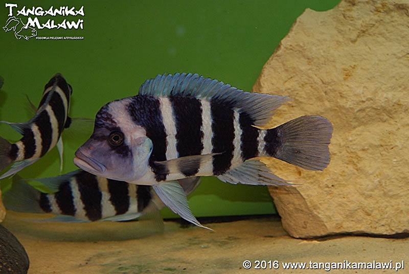 Cyphotilapia gibberosa 'Tembwe Deux'